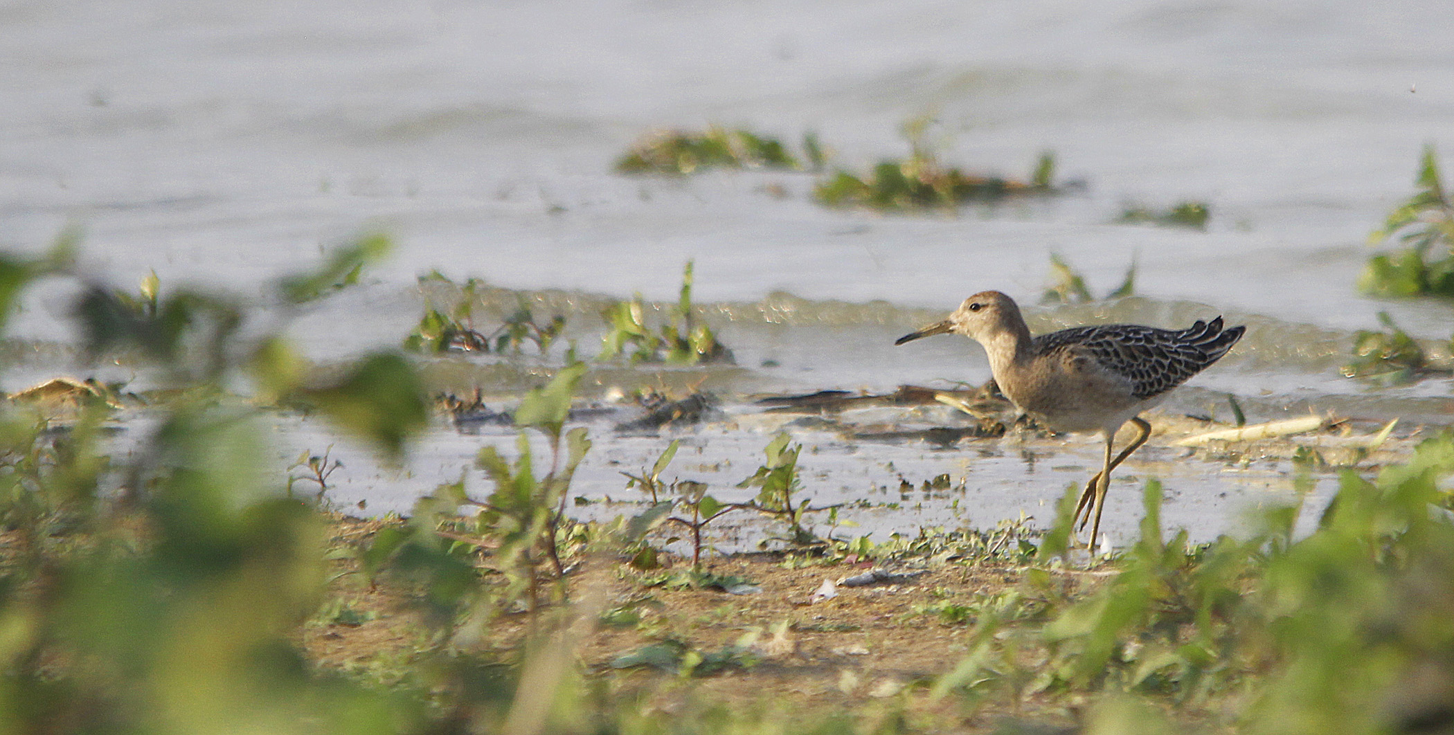 Ruff — Ana fotoğraf